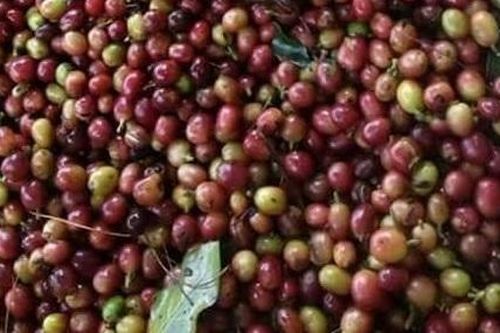 Kim ngạch xuất khẩu nông nghiệp giảm 2,7%