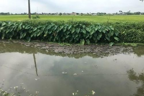 Người dân khổ với trang trại chăn nuôi