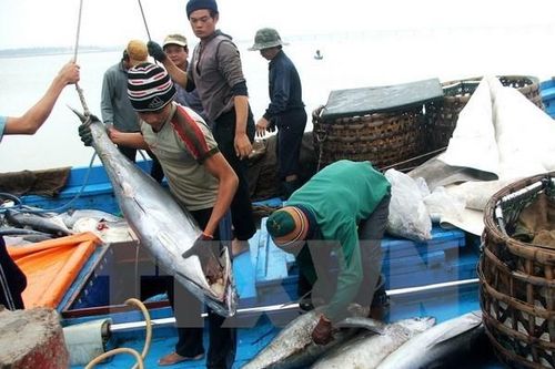 Xuất khẩu cá ngừ hộp tăng