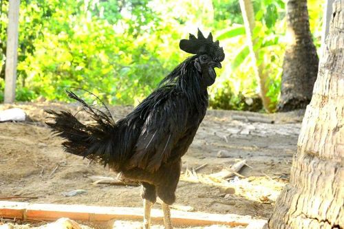 Anh công nhân lao động xuất khẩu đưa giống gà ô độc nhất vô nhị về Việt Nam