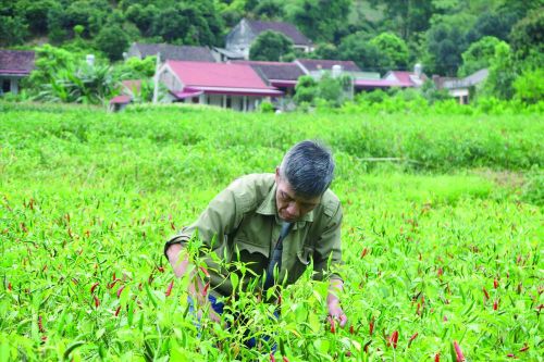 Nông dân khốn khổ vì ớt rớt giá