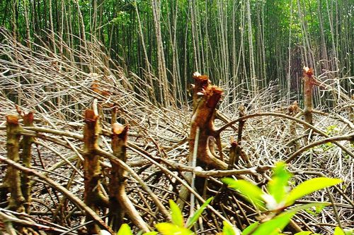 Di dời dân cư trú trái phép ra khỏi Vườn Quốc gia Mũi Cà Mau