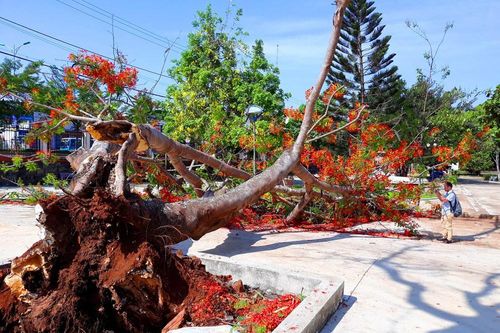 Đắk Lắk ra công văn 'khẩn' sau vụ phượng cổ thụ bật gốc trong sân trường