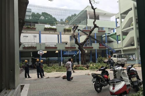 Đừng vội vàng đốn bỏ cây xanh trong trường học ở TPHCM