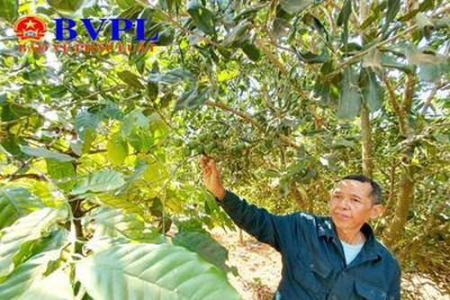 'Thủ phủ mắc ca' ở Tây Nguyên: Lo vì chưa có nhiều đơn vị uy tín để cung cấp cây giống cho người dân?