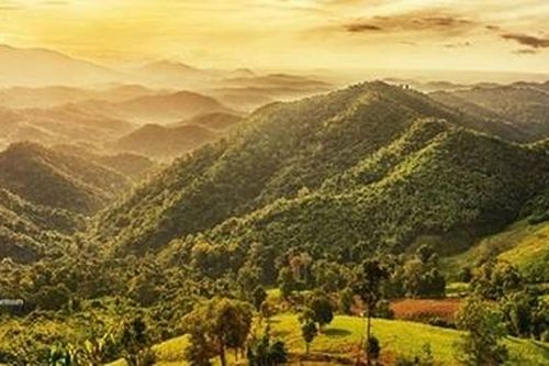 Giả hạc xuân Di Linh