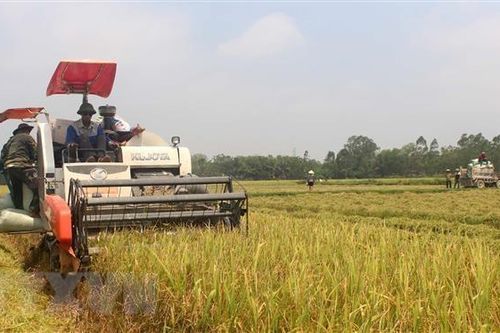 Kết nối doanh nghiệp với nông dân để giảm giá thành sản xuất lúa