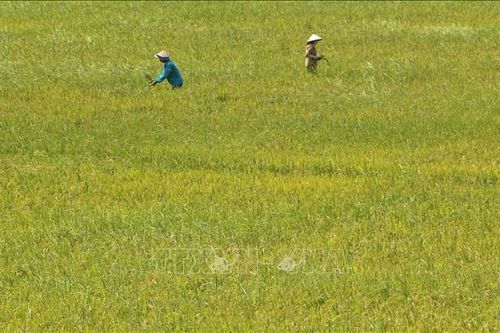 Thứ trưởng Lê Quốc Doanh: Kết nối doanh nghiệp với nông dân để giảm giá thành sản xuất lúa