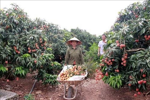 Khai thác các thị trường tiêu thụ vải thiều