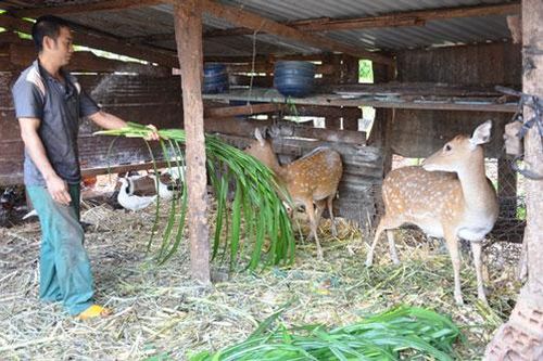Gia Lai: Nuôi hươu, nai cho thu nhập khá