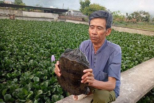 Tây Ninh: Nuôi 'cá có chân' một vốn bốn lời