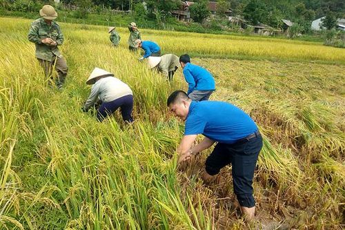 Tuổi trẻ Mường Lay tình nguyện vì cộng đồng