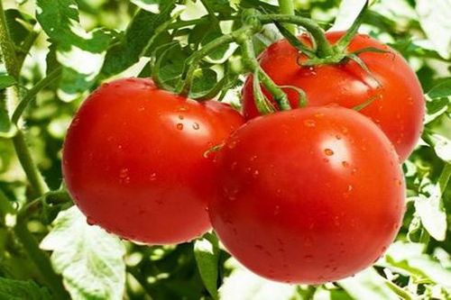 Chống rám nắng, sạm da nhờ cà chua