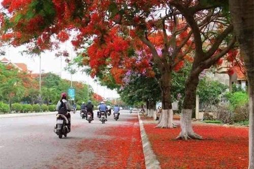 Nửa thế kỷ bài hát Thành phố hoa phượng đỏ
