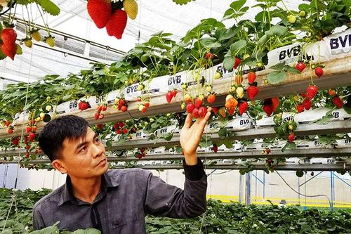 Bước chuyển nông nghiệp toàn diện, bền vững ở Đà Lạt
