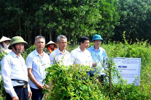Bảo tồn, nhân giống hai cây dược liệu quý ở Ninh Bình