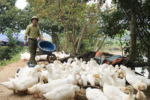 Làm giàu từ mảnh đất quê hương