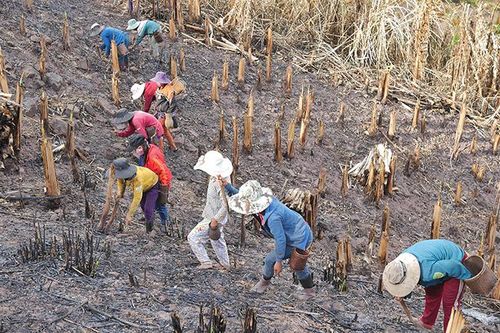 Phóng sự ảnh: Mùa lúa rẫy