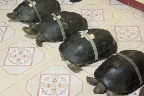 Rùa hơn 100 tuổi thích ngủ mùng, nghe kinh phật ở Đồng Tháp