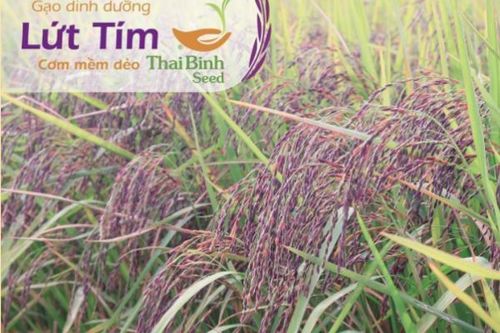 Ăn gạo lứt giảm cân như thế nào cho hiệu quả và lâu bền?