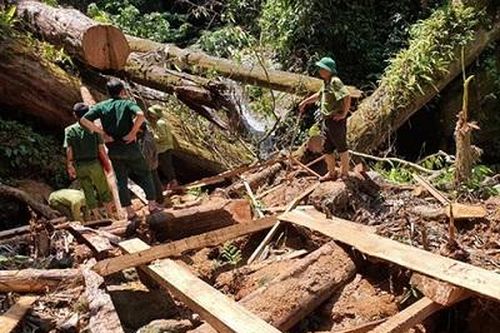 Khởi tố vụ án hình sự phá rừng tự nhiên tại Nghệ An