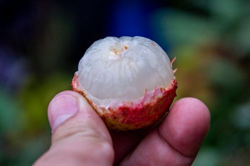 Vải thiều giá rẻ một nửa, người mua vẫn đắn đo