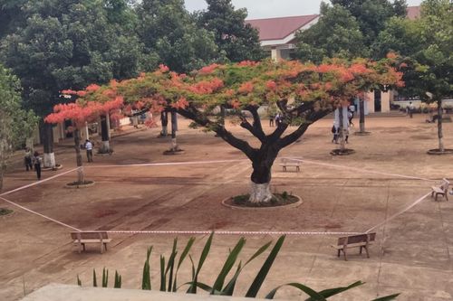 Trường học 'niêm phong' cây phượng để đảm bảo an toàn cho học sinh