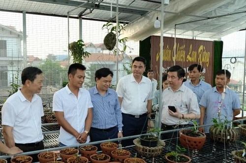 Vùng hoa Mê Linh phát triển mô hình trồng lan quý hiếm