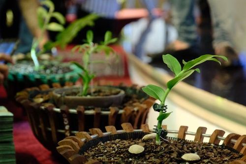 Ngắm vườn hoa lan đột biến, giá trị gần 10 tỷ đồng tại vùng hoa Mê Linh