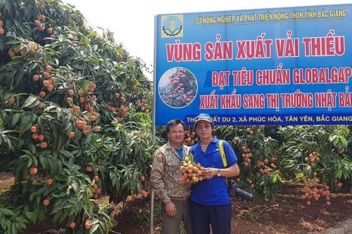 Hơn 300 thương nhân được phép nhập cảnh để thu mua vải thiều Bắc Giang