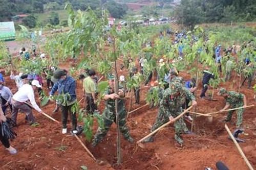 'Áo xanh' gieo những mầm xanh