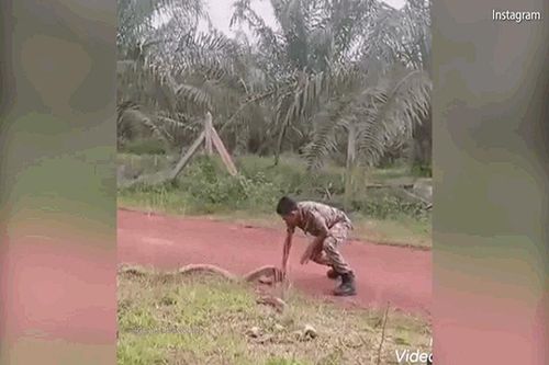 Chàng quân nhân tay không đả bai hổ mang chúa siêu khủng