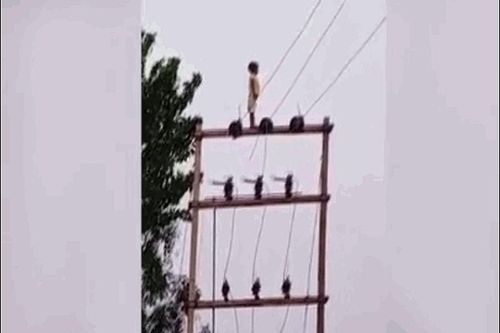 Đau tim vì bé trai 5 tuổi leo đỉnh cột điện 'ngắm cảnh'