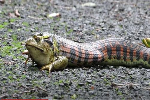 Tham ăn, rắn độc suýt thiệt mạng vì cóc độc