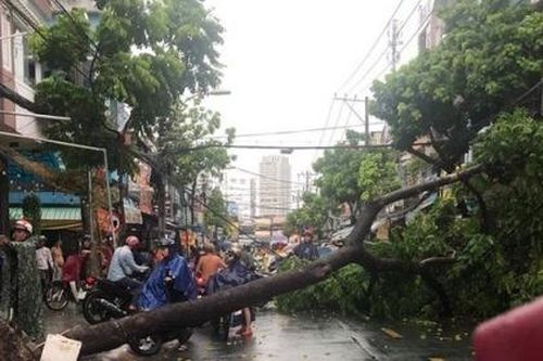 Cây xanh bật gốc, đường phố ngập sâu sau trận mưa dông lớn ở TP. HCM