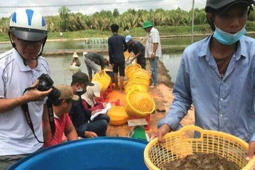 Cà Mau khẩn trương điều tra, xử lý gian lận trong thu mua tôm nguyên liệu