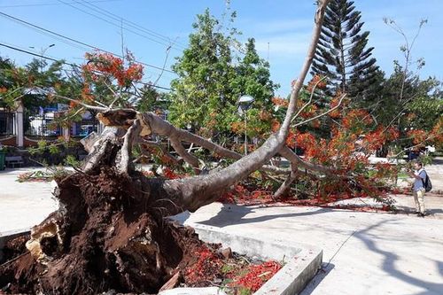 Cây xanh trong trường học: Để nhà trường quản lý là chưa đủ