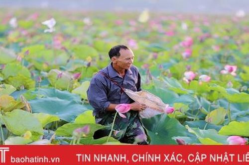 Mùa thu hoạch trên đầm sen rộng 7 hecta ở Hà Tĩnh