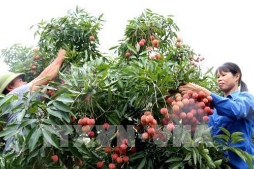 Bắc Giang chấp thuận cho 309 thương nhân Trung Quốc nhập cảnh thu mua vải thiều
