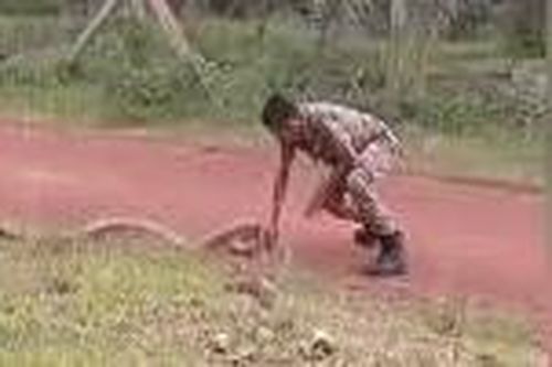 Clip chàng quân nhân tay không bắt hổ mang chúa 'khủng'