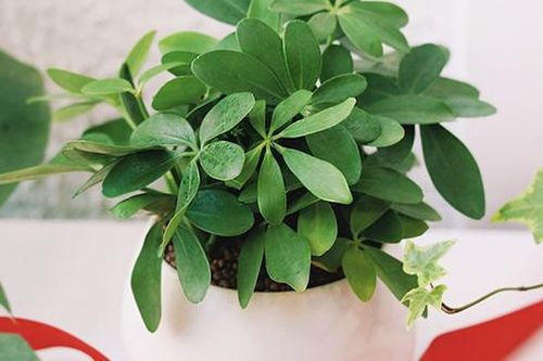 Những cây cảnh trồng trong nhà giúp đuổi muỗi an toàn, hiệu quả