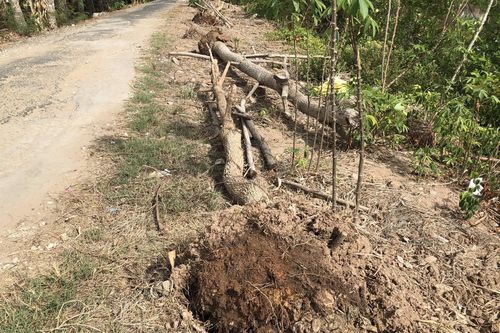 Bạc Liêu: Hàng trăm cây xanh vừa mới trồng đã bị chết khô