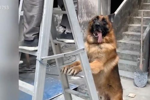 Bất ngờ với chú chó béc-giê giúp việc nhà 'như người'