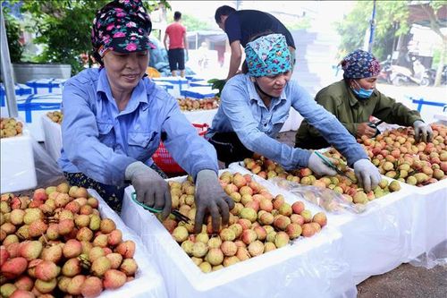 Ngày 3/6, chuyên gia Nhật Bản sẽ sang Việt Nam kiểm tra các lô vải xuất khẩu