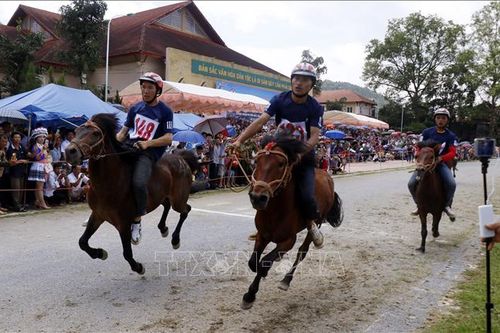 Ngựa thồ tung vó trên cao nguyên Bắc Hà