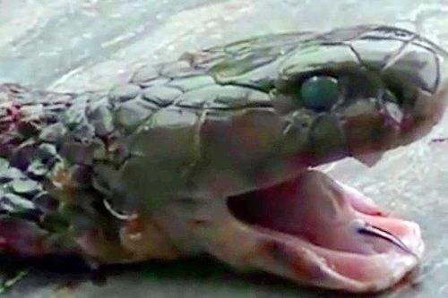 Đầu rắn nghìn năm tuổi tiết lộ nhiều nghi lễ của thời kỳ đồ đá