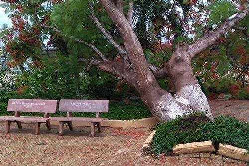 Thêm một cây phượng bật gốc trong trường tiểu học