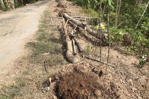 Bạc Liêu: Hàng trăm cây xanh vừa mới trồng đã bị chết khô