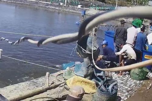 Bị nhóm thương lái dùng chiêu để qua mặt, chủ hồ mất hàng tấn tôm