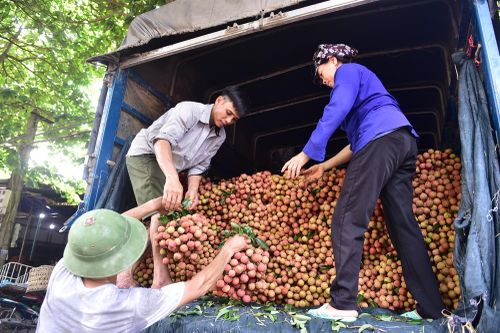 Cho phép 309 thương nhân Trung Quốc nhập cảnh để thu mua vải thiều